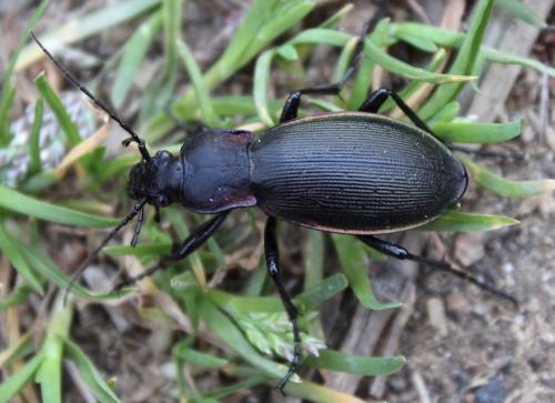 Réf. 208 901 : Carabus violaceus purpurascens